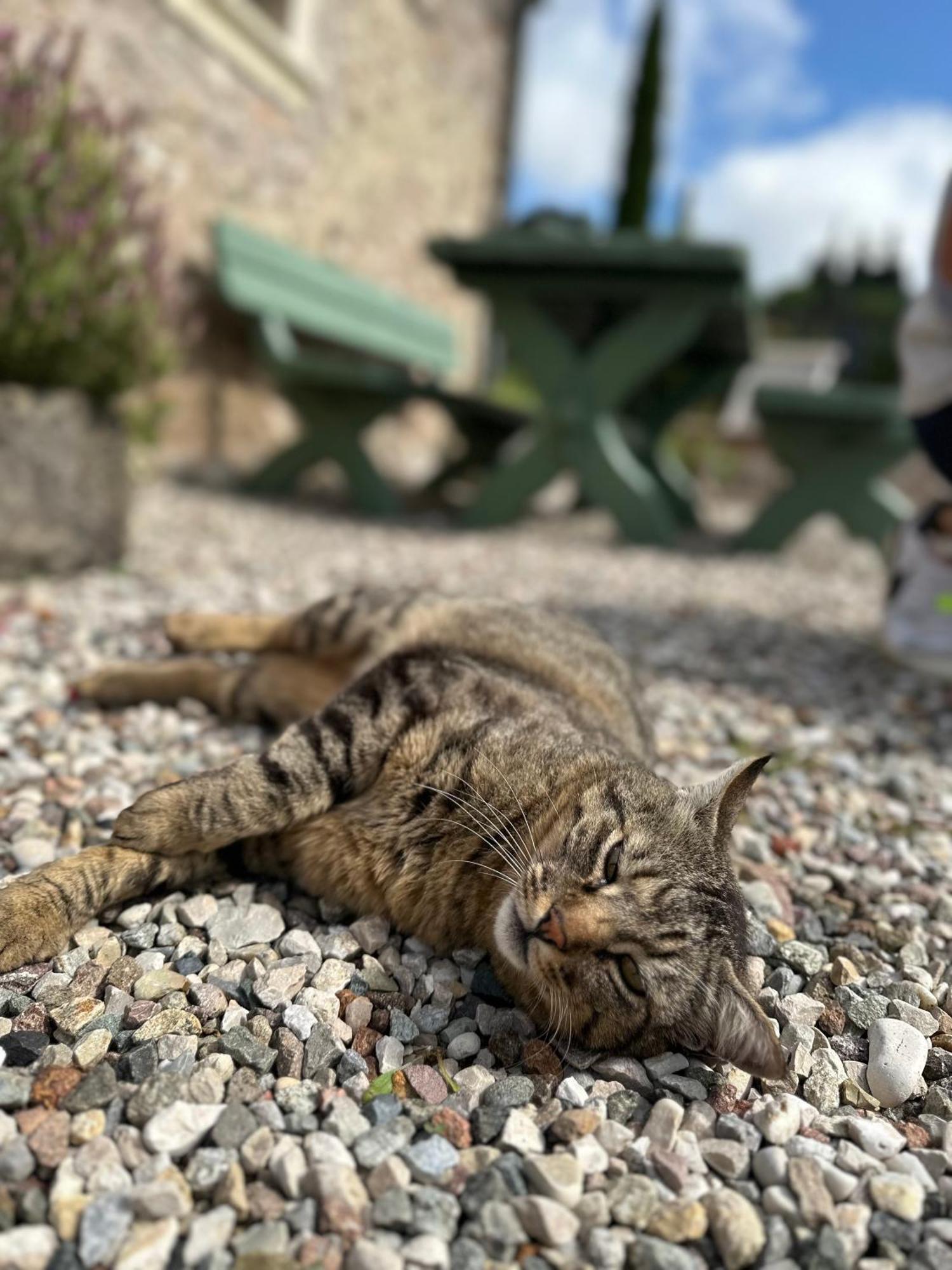 Ca Nova Agriturismo Castellaro  Εξωτερικό φωτογραφία