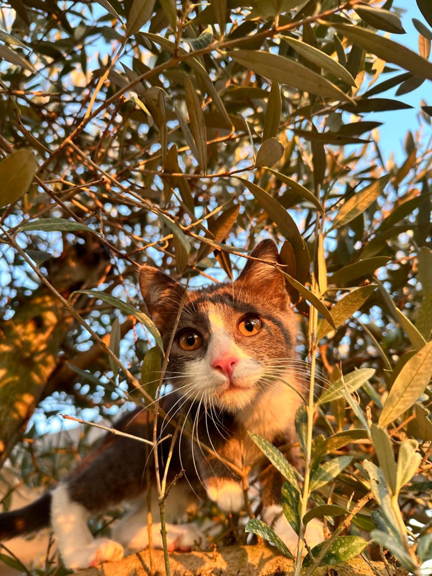Ca Nova Agriturismo Castellaro  Εξωτερικό φωτογραφία